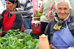 Verduras procesadas